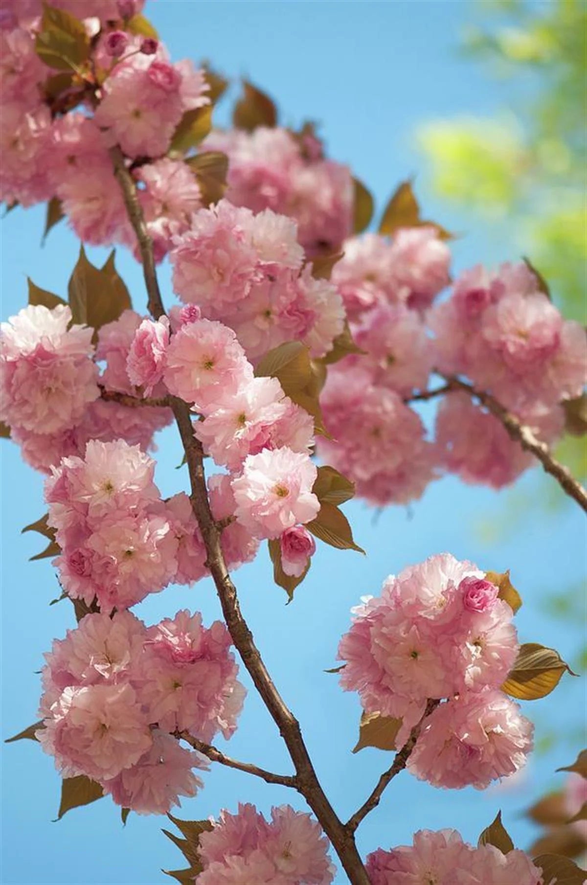 Japon Süs Çiçeği Fidanı