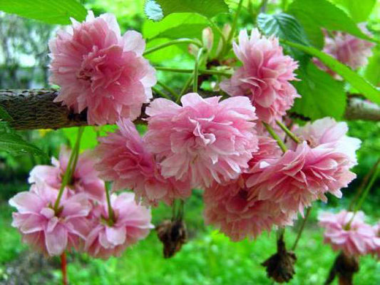 Japon Süs Çiçeği Fidanı