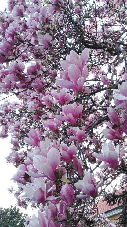 Rosalinda (Manolya) Fidanı