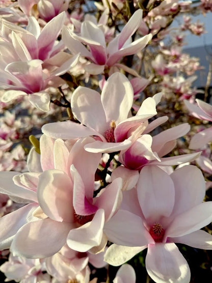 Rosalinda (Manolya) Fidanı