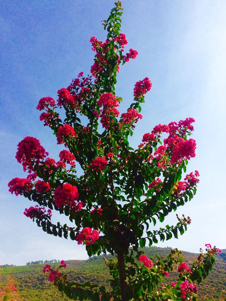 İspanyol Oyası Fidanı