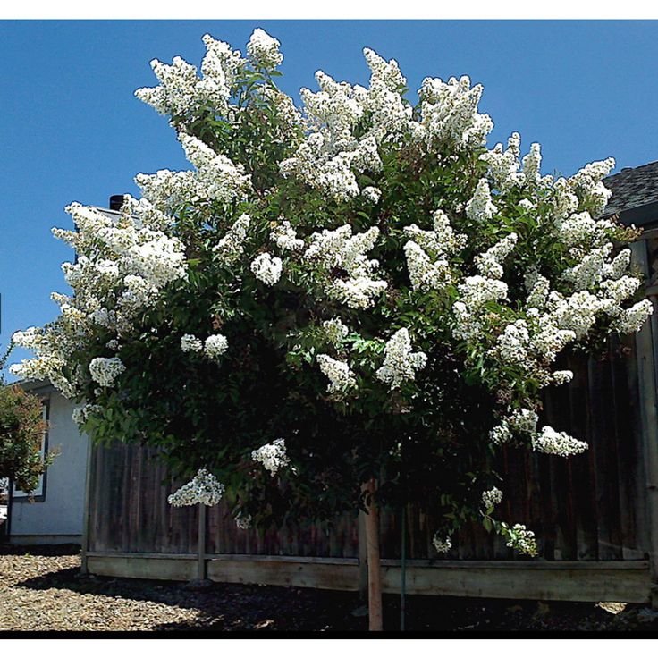 İspanyol Oyası Fidanı