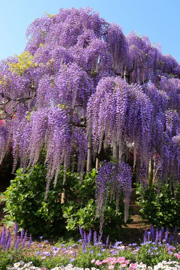 Yıldız Ağacı Fidanı