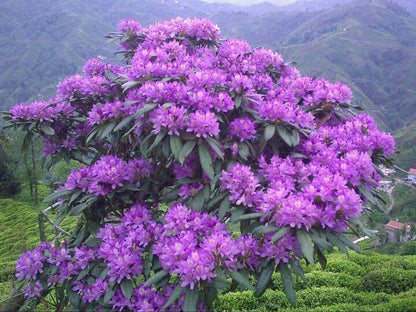 Orman Gülü Fidanı