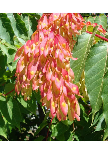 Cennet Ağacı Fidanı