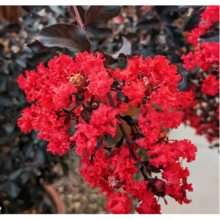 İspanyol Oyası Fidanı