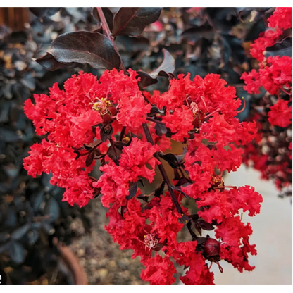 İspanyol Oyası Fidanı