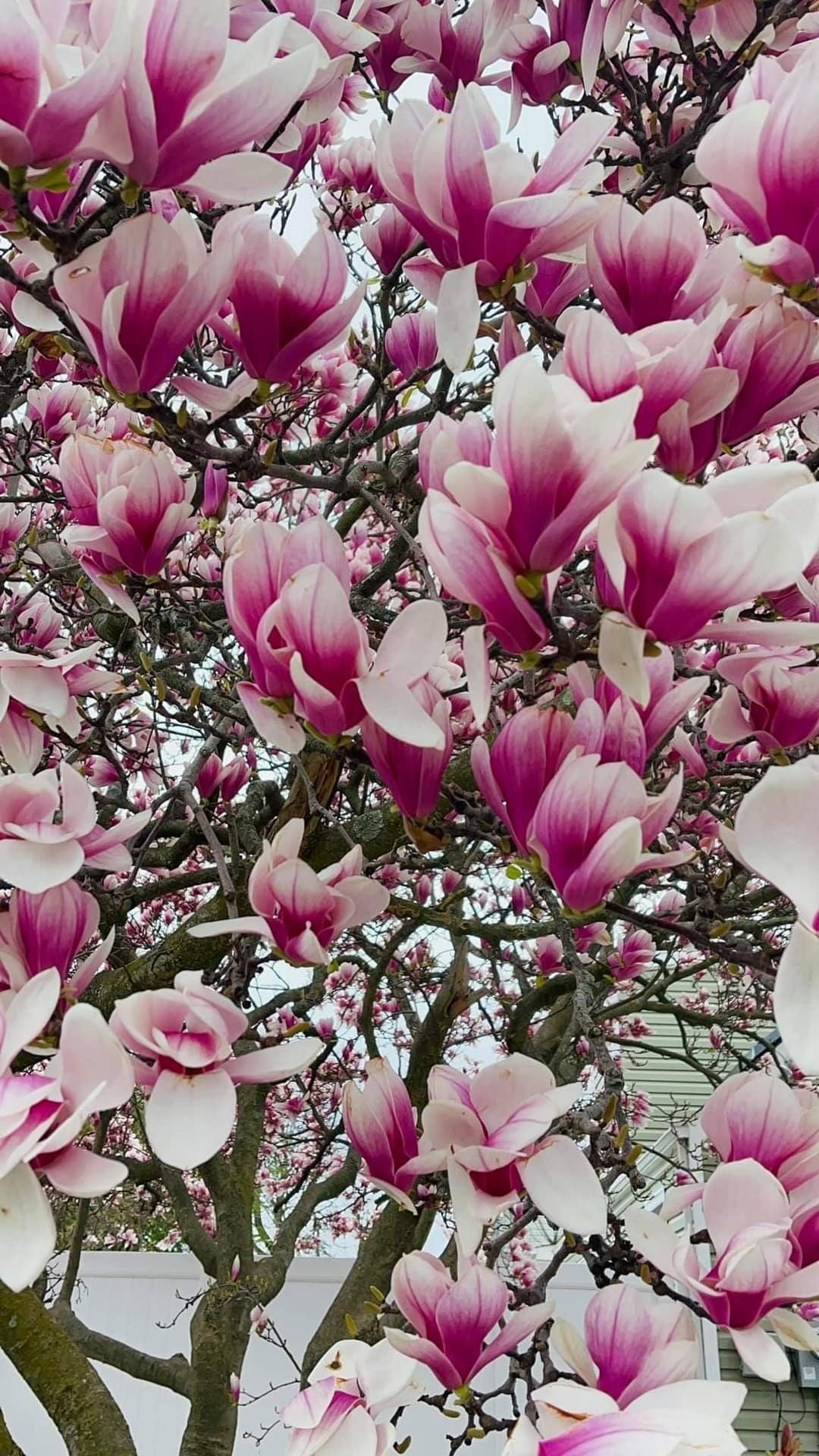 Rosalinda (Manolya) Fidanı