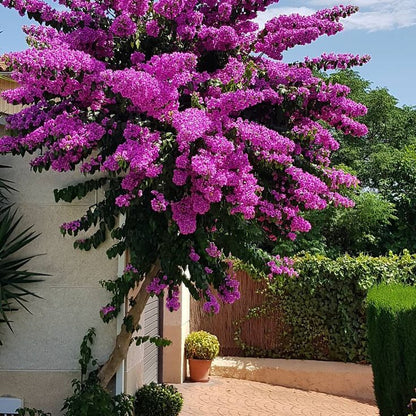 İspanyol Oyası Fidanı