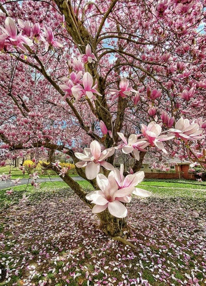 Rosalinda (Manolya) Fidanı