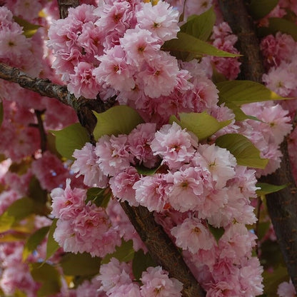 Japon Süs Çiçeği Fidanı