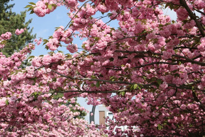 Japon Süs Çiçeği Fidanı