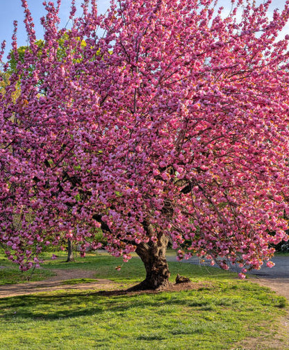 Japon Süs Çiçeği Fidanı