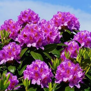 Orman Gülü Fidanı