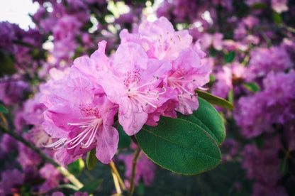 Orman Gülü Fidanı